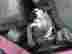 270994 Intrepid 99 00 01 02 03 04 Chrysler 300m Ac Compressor
